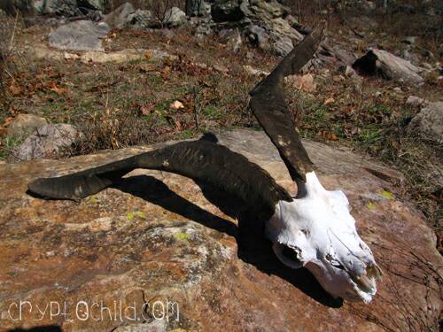 Goat Skull