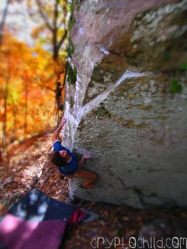 Nate Gold, Golden Palimino V9