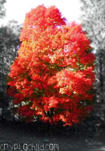 Autumn Peeking, Photo Mike Auldridge