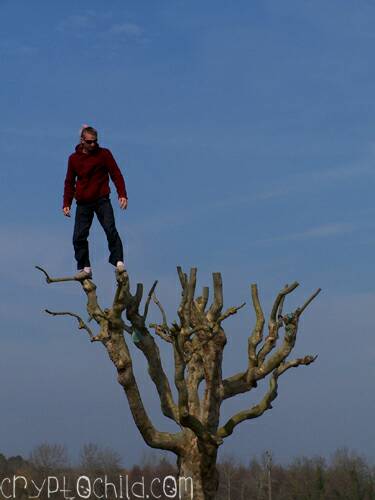 Tree Top, Photo Shane Williams