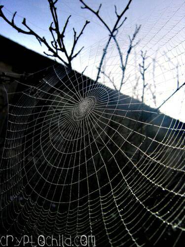 Web