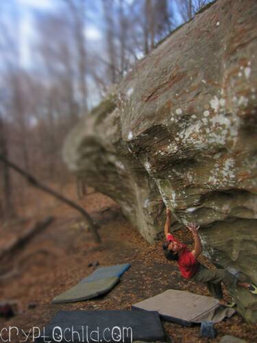 Crimson Flower V.8, Photo Shane Williams